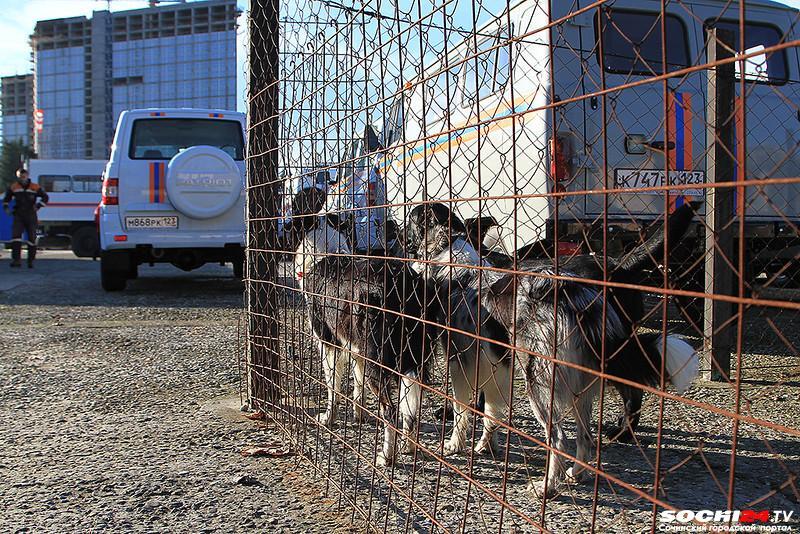 В Сочи 2 собаки насмерть загрызли 4-летнюю девочку