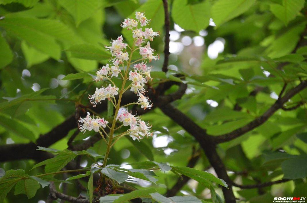 Экстрасенс рассказала, чем обернётся повторное цветение каштанов в Сочи