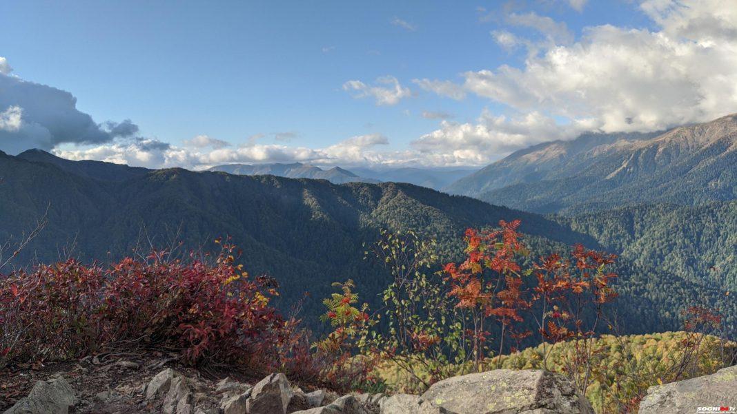 В Сочи у чаеводов изъяли земли после 30-летней аренды