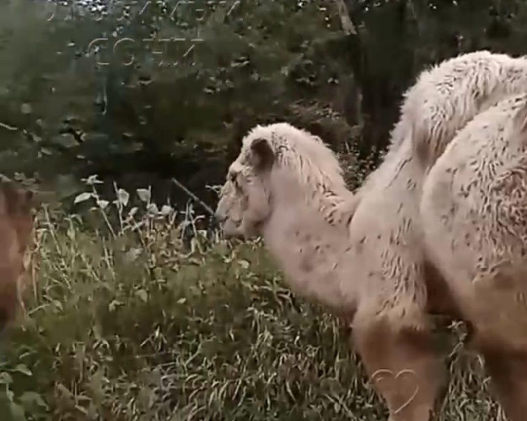 Житель Сочи внезапно встретил верблюдов на дороге (Видео)