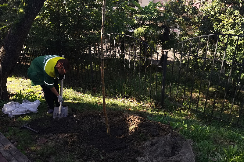 В мэрии Сочи дали понять, зачем нужны компенсационные посадки деревьев