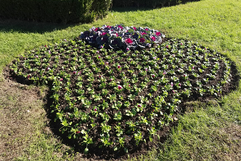 В Сочи появятся новые цветочные оазисы