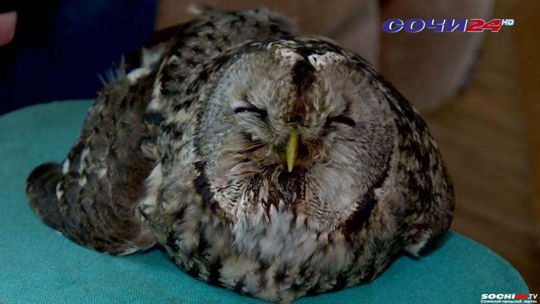 В Сочи птичий Айболит спасает нового пациента