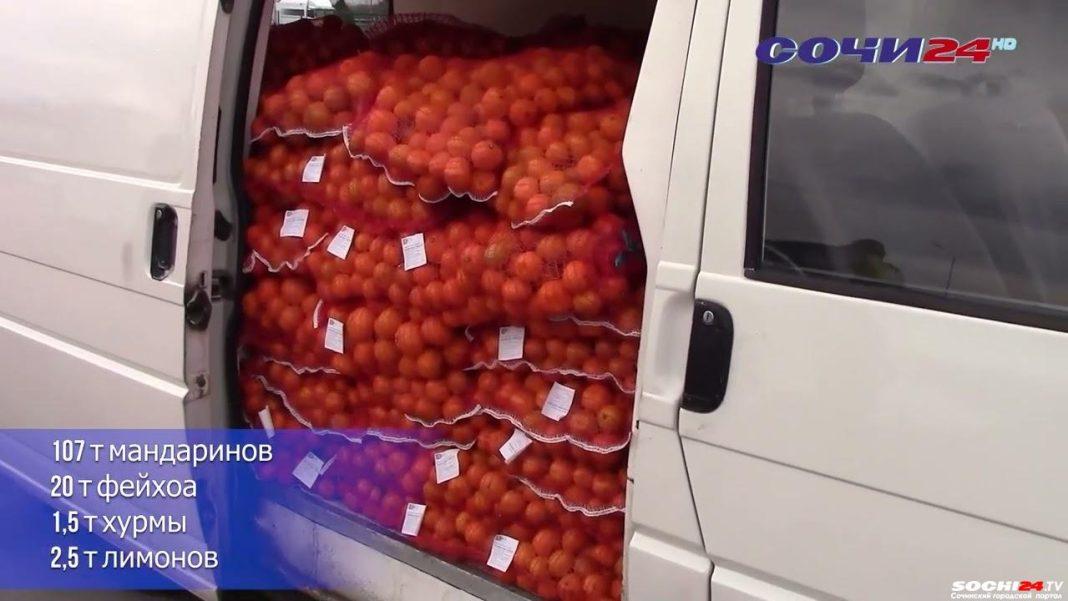 В Сочи началась «оранжевая лихорадка»