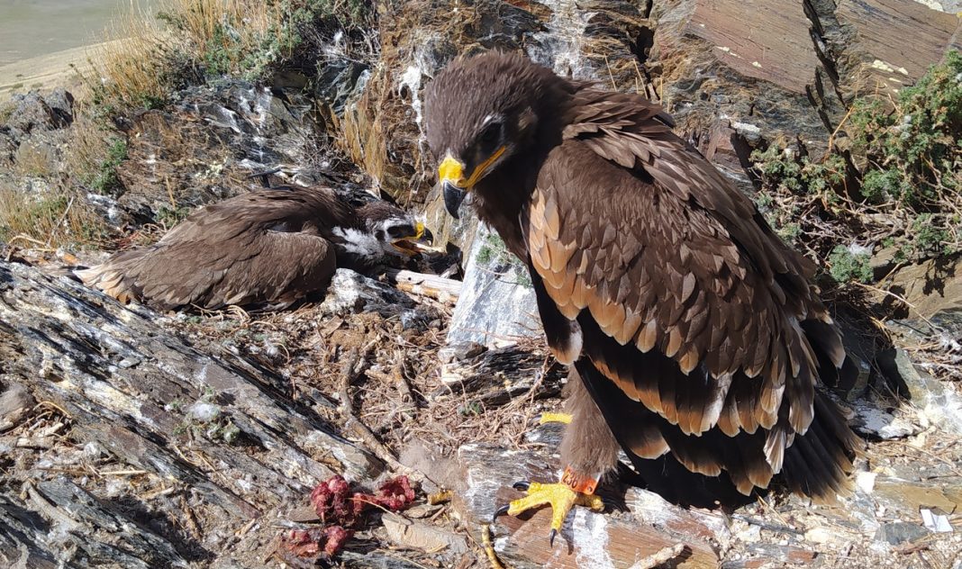 Орлы смогут слать орнитологам больше СМС: оператор связи обновил тариф, созданный для отслеживания миграции птиц