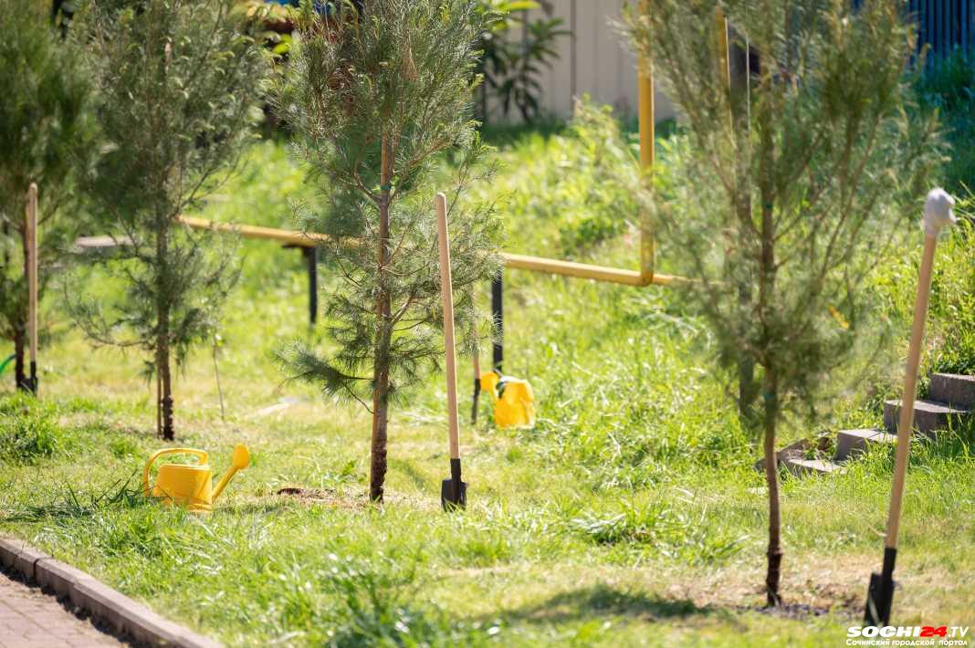 Жители Сочи смогут спасти деревья