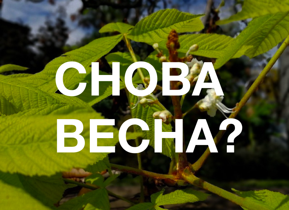 У всех уже давно осень, а в Сочи снова зацвели каштаны