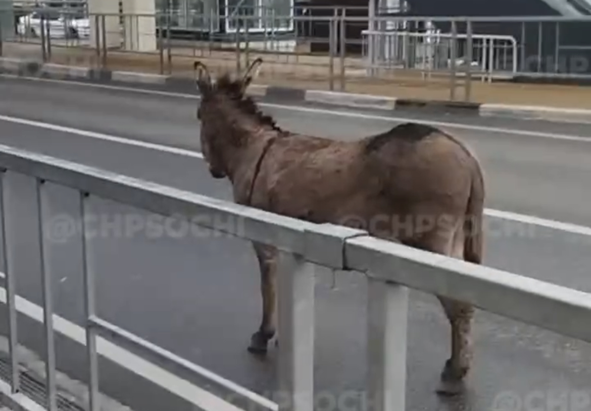 Вырубить осла что такое вуди. Женщина под ослом.