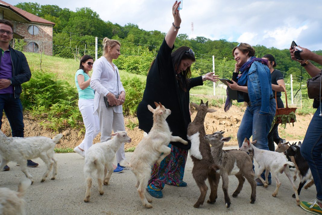 Ферма, которую грозят закрыть в Сочи, приглашает всех на бесплатные экскурсии