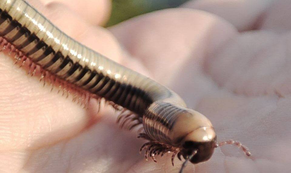 Гусеницу-микроробота сфотографировали в Сочи