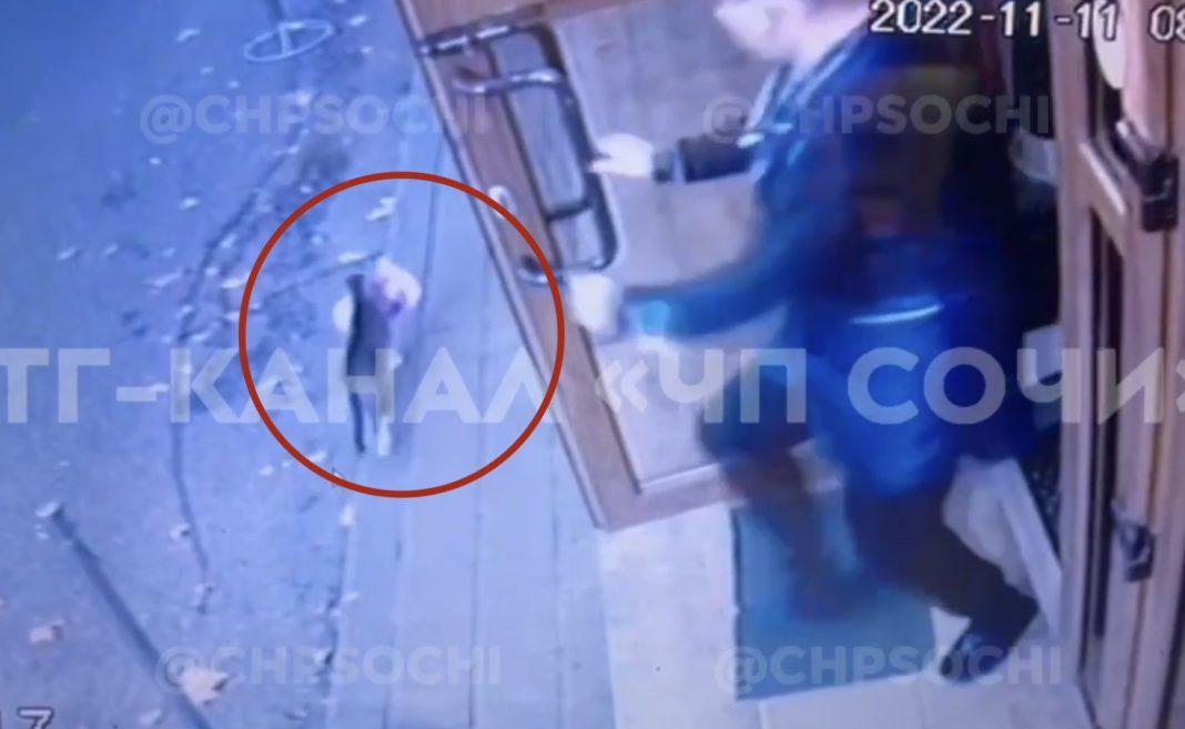 В Сочи кассир в магазине устроила погоню за кошкой, которая пыталась стащить с полки корм