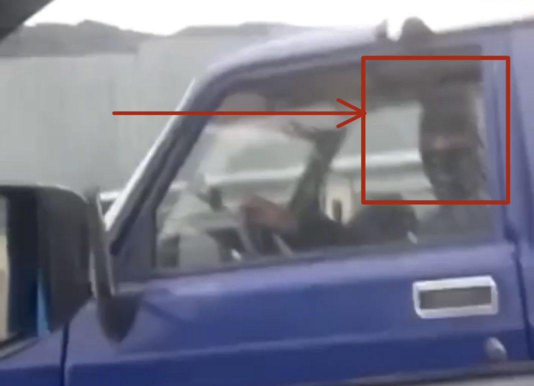 Жители Сочи боятся, что службы по отлову бродячих собак похитят их домашних питомцев