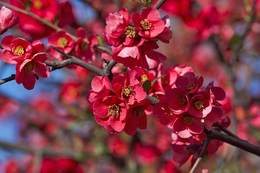 У жителей Сочи есть редкий шанс увидеть, как цветёт айва