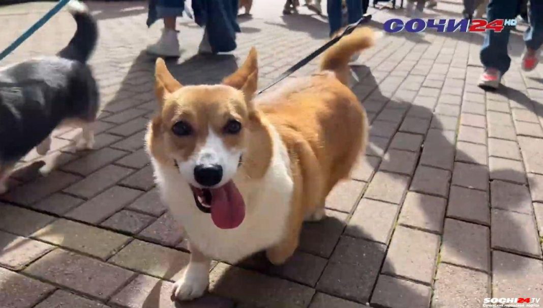 Парад корги прошел в Сочи (Видео)