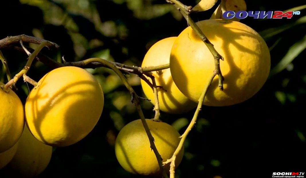 Мандарины-антидепрессанты поспели в Сочи (Видео)