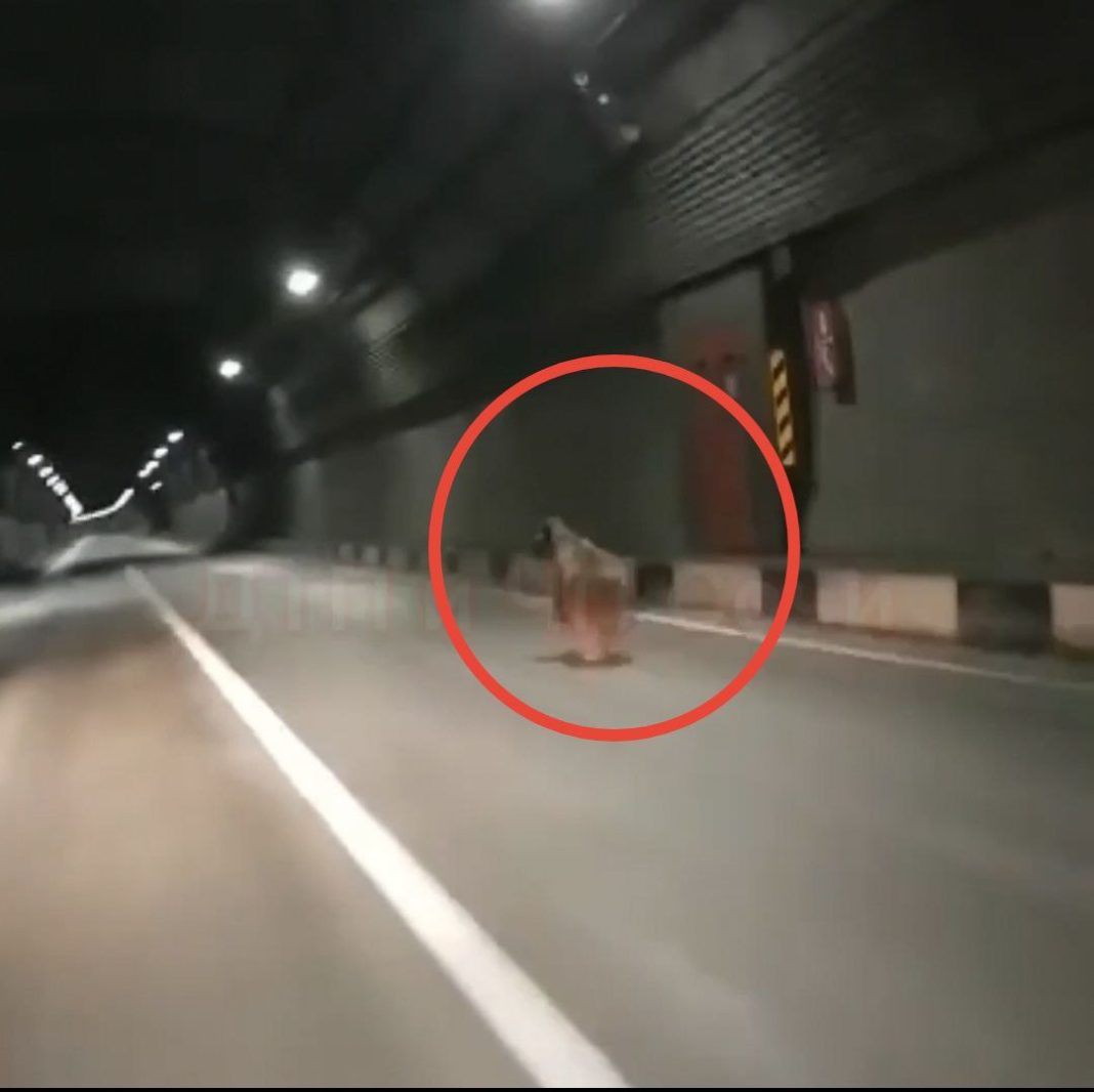 Косолапый случайно попал в тоннель в Сочи (Видео)