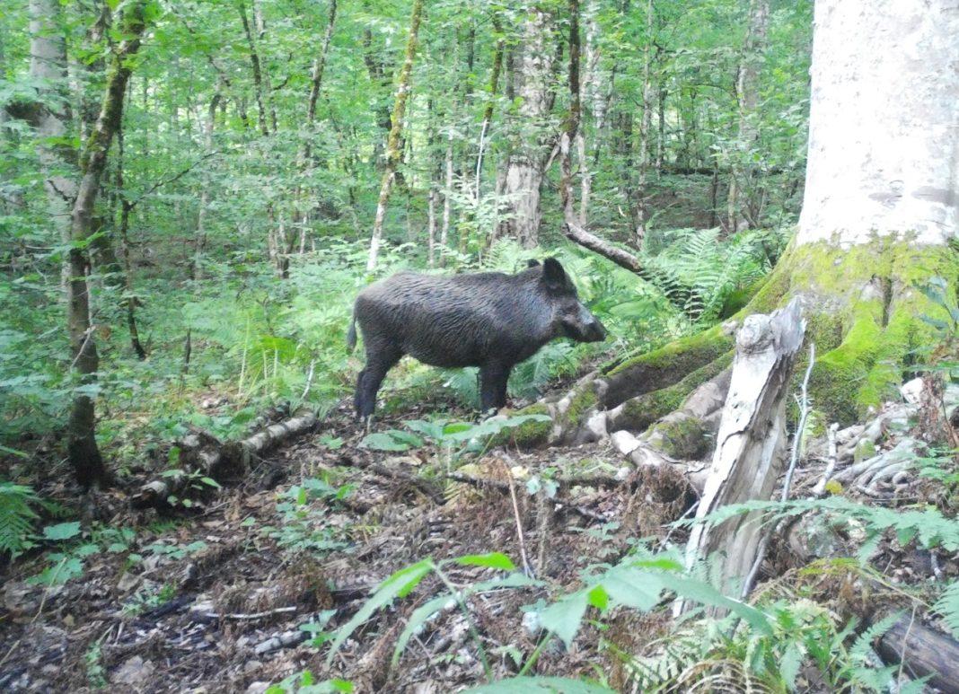 Экологи «Розы Хутор» помогают диким животным пережить зиму в горах Сочи