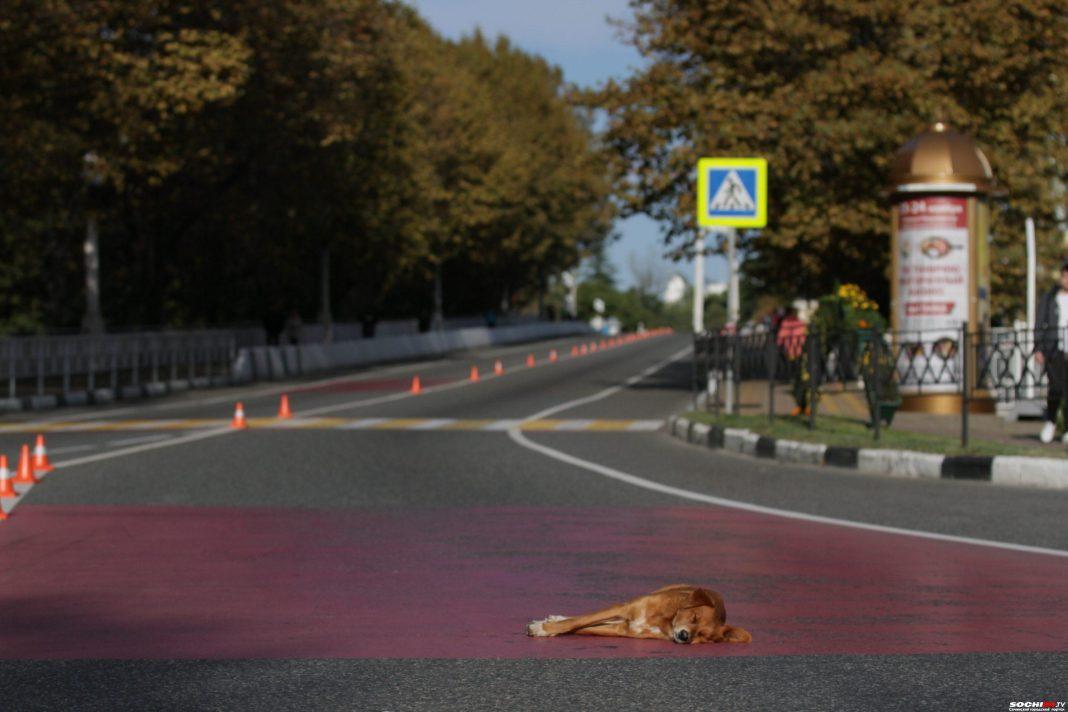 Курьер стрелял в собаку на глазах у ребенка в Сочи (Видео)