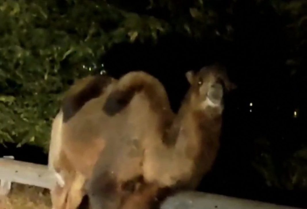 Верблюды гуляют по трассам в Сочи (Видео)