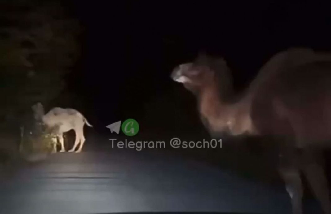 верблюды гуляют в Сочи