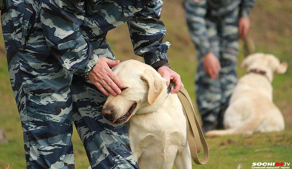 На Кубани ужесточили правила содержания и выгула домашних питомцев