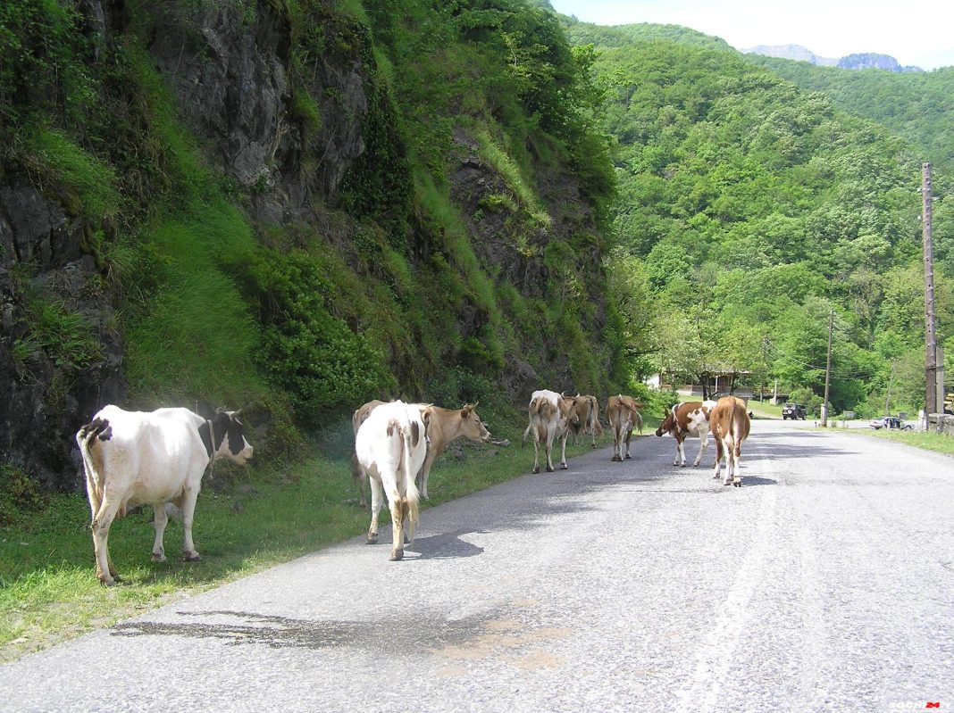 «Ты сейчас вообще получишь»: за что местные в Абхазии угрожали россиянину расправой?