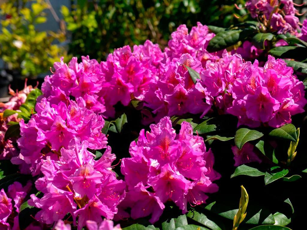 Шальная погода в Сочи: на курорте зацвели весенние растения