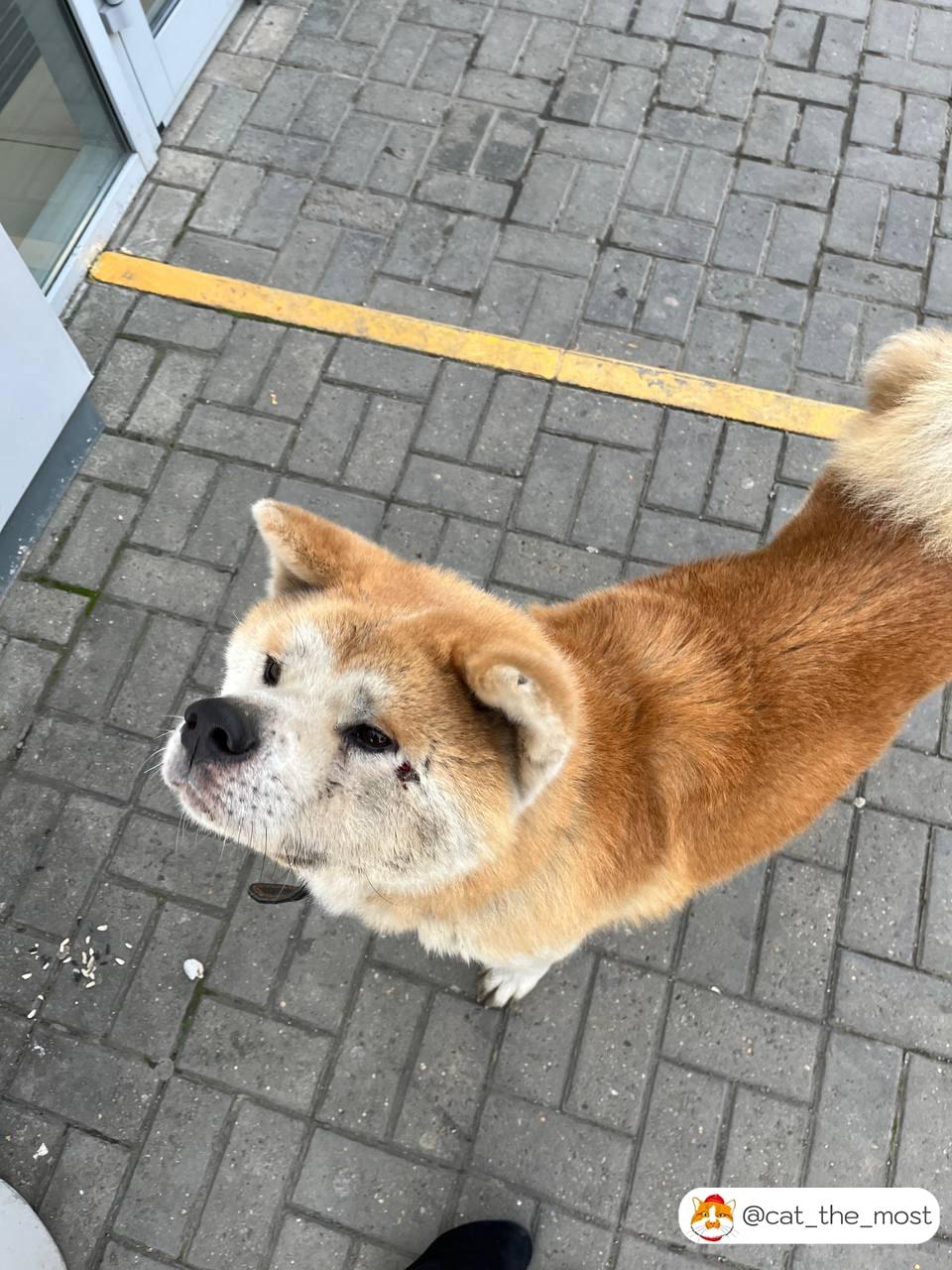 «Хатико» живет у дороги из Краснодара в Сочи