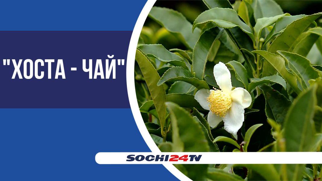 15 декабря на планете отмечают Международный день чая (Видео)