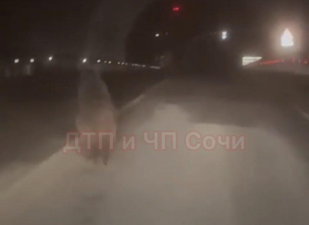 В Сочи по ночным дорогам носятся медведи (Видео)