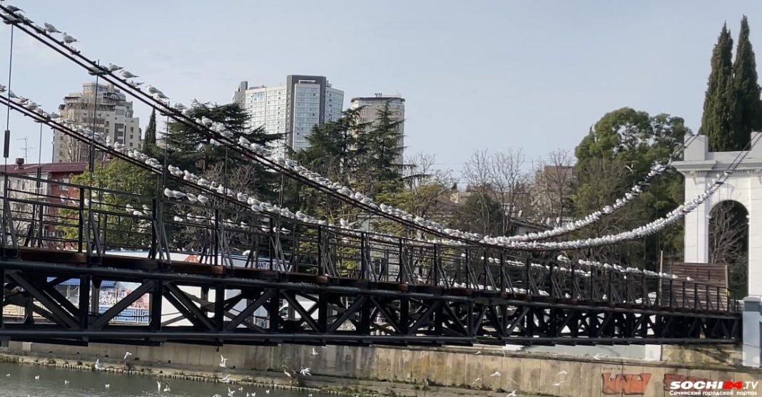 Чайки-мигранты оккупировали пешеходный мост в центре Сочи