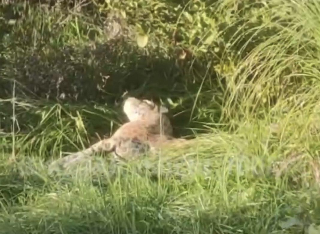 У реки в центре Сочи сняли на видео леопарда