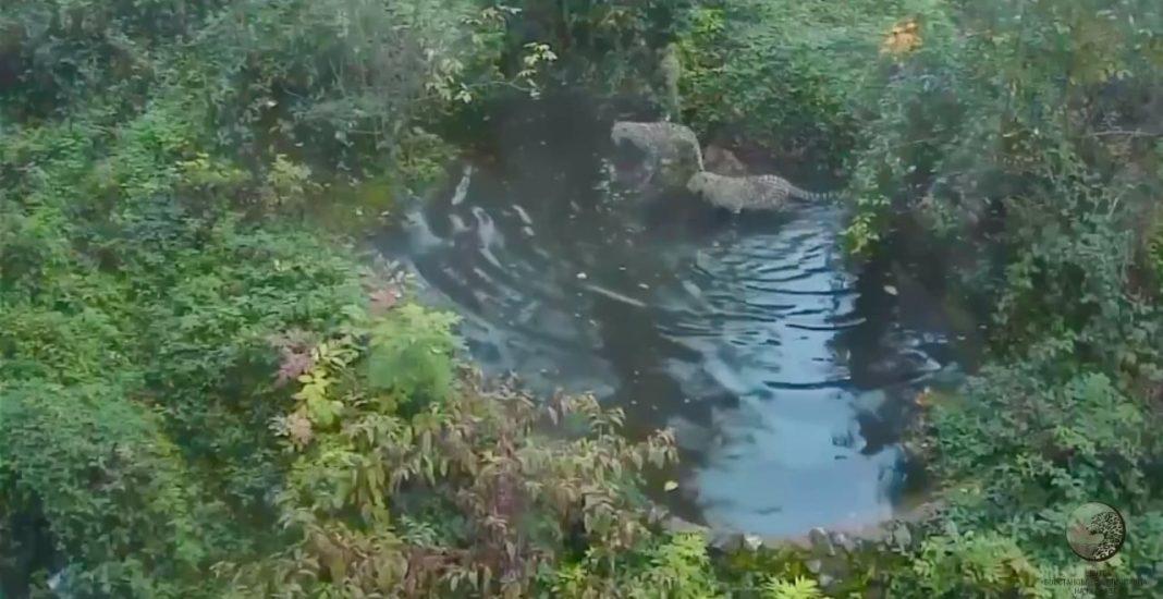 Водную охоту леопардов в Сочи засняли на видео