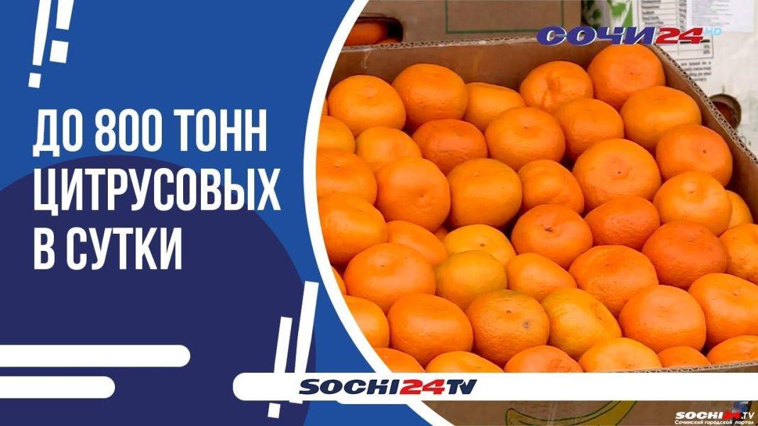 Абхазия отправит в Россию 55 тысяч тонн мандаринов нового урожая (Видео)