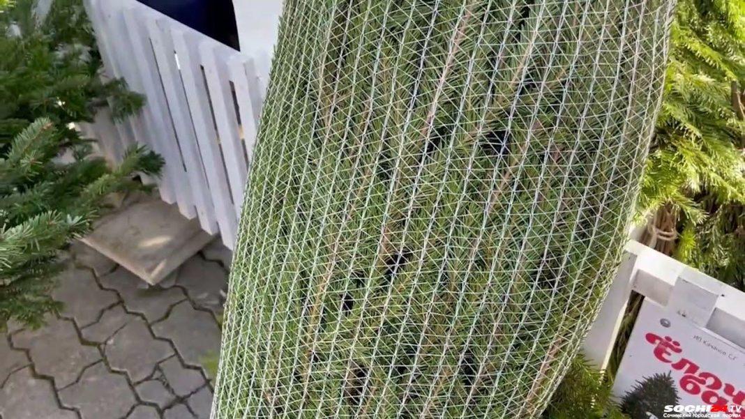 За сколько можно купить елку в Сочи? (видео)