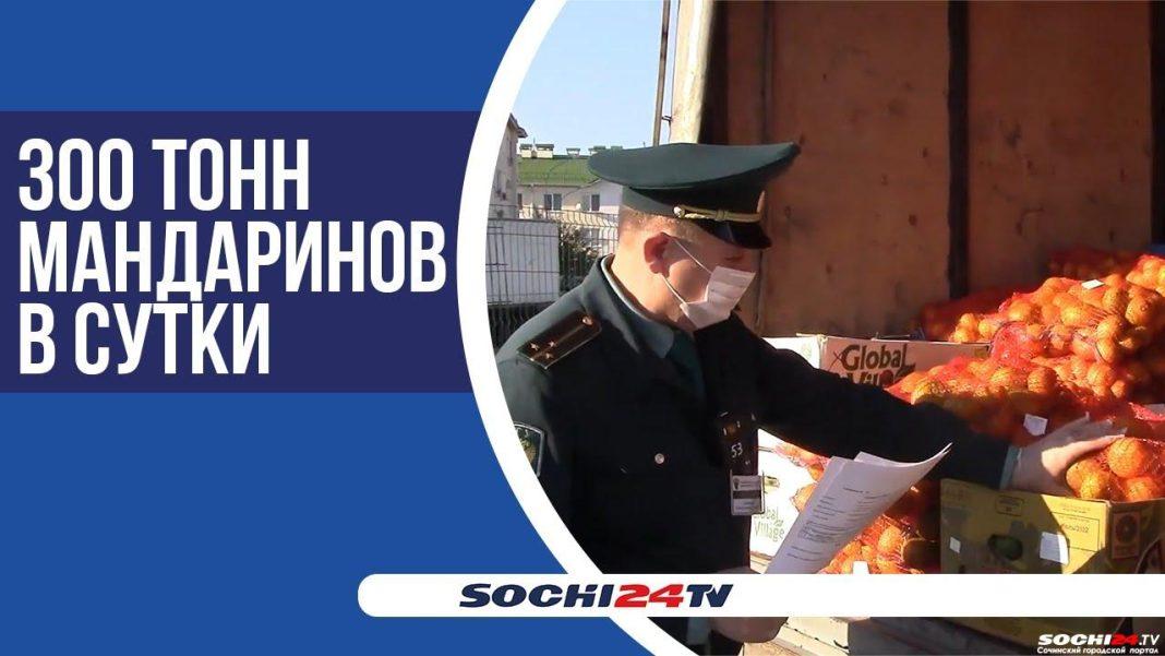 Пик «рыжей» лихорадки зафиксировали на границе с Абхазией