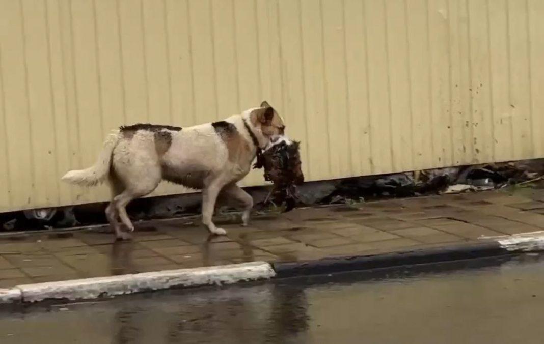 Пушистый добытчик: пес украл курицу и бегал с ней по улицам Сочи (Видео)