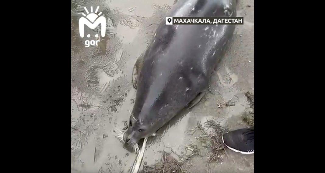 В Дагестане на побережье нашли трупы тюленей (видео)
