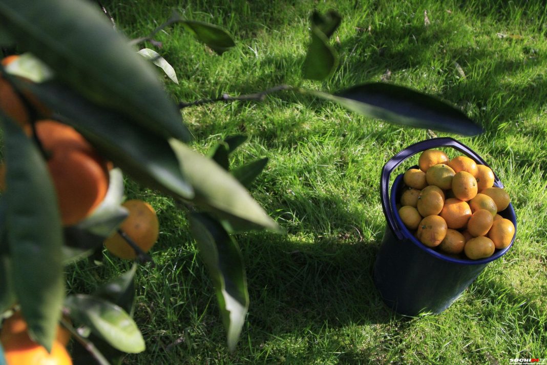 Мандариновый бум: цитрусы из Абхазии бьют рекорды поставок