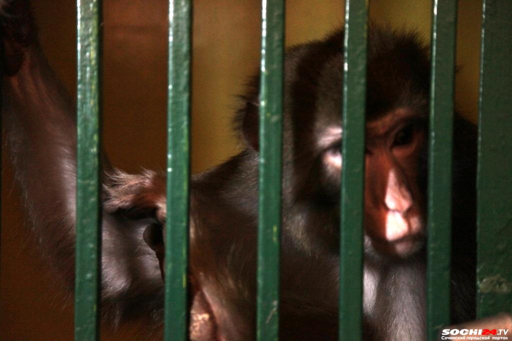 На улицах Сочи активизировались живодёры