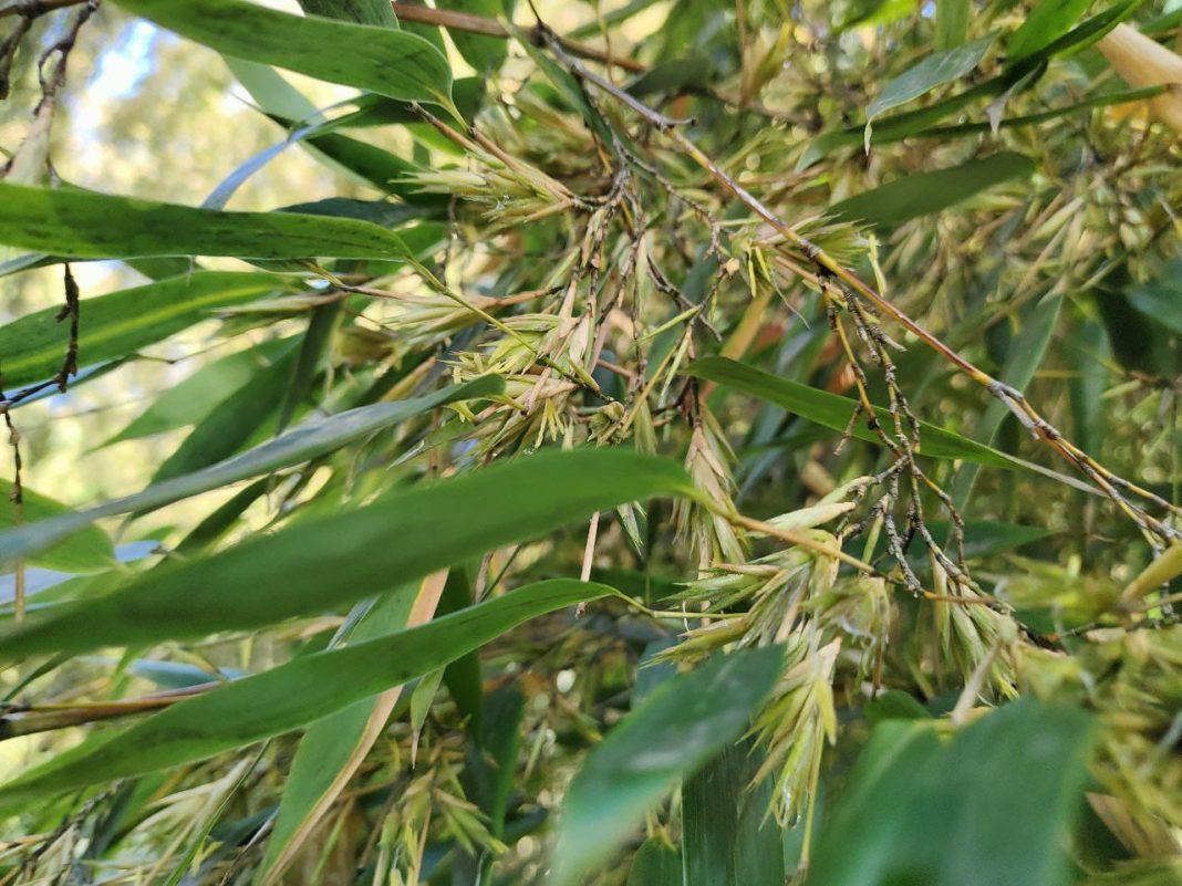 Достигает 17 метров в высоту: в Сочи зацвел бамбук