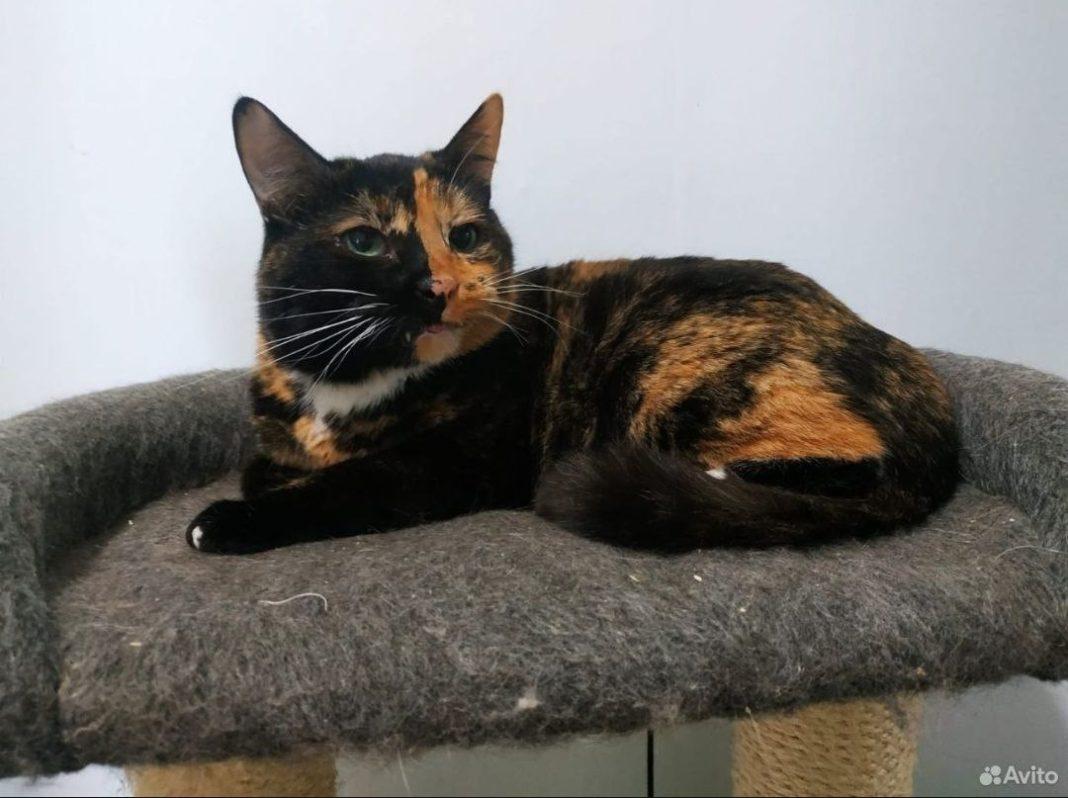 «Некрасивая Хильда мечтает о доме»: история бездомной кошки растрогала россиян (ВИДЕО)