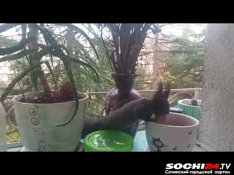 В Сочи на Донской в гости на Рождество приходят белки (видео)