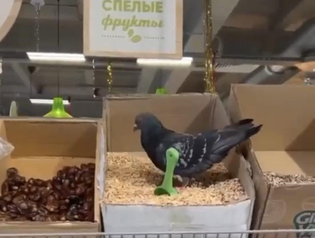 В «Пятёрочке» в центре Сочи голуби едят прямо с прилавка (Видео)