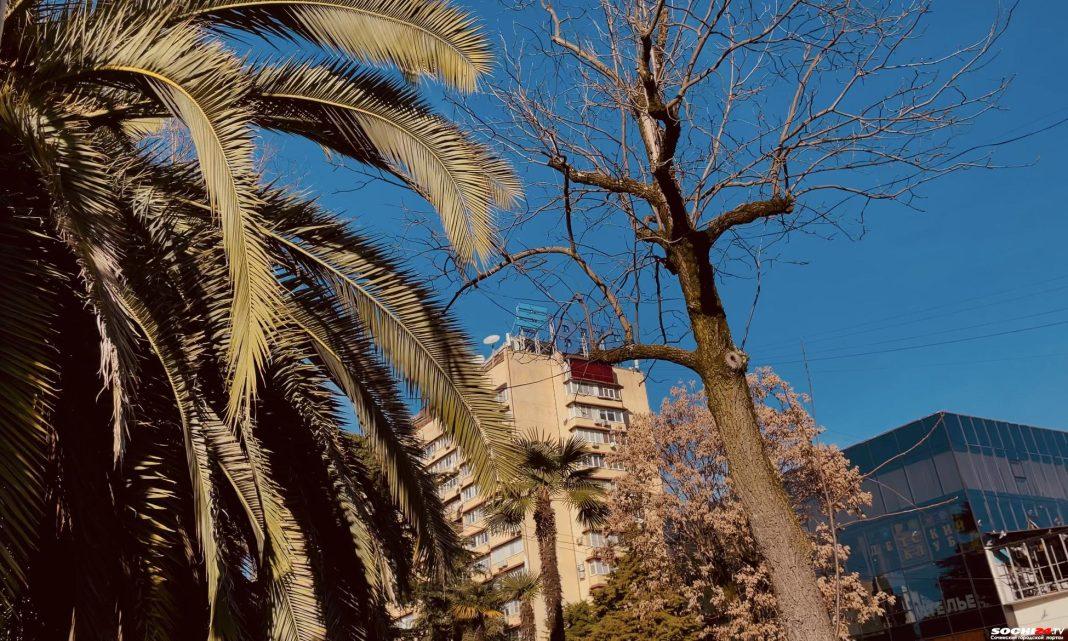 В Сочи ожидается самая тёплая погода за весь январь