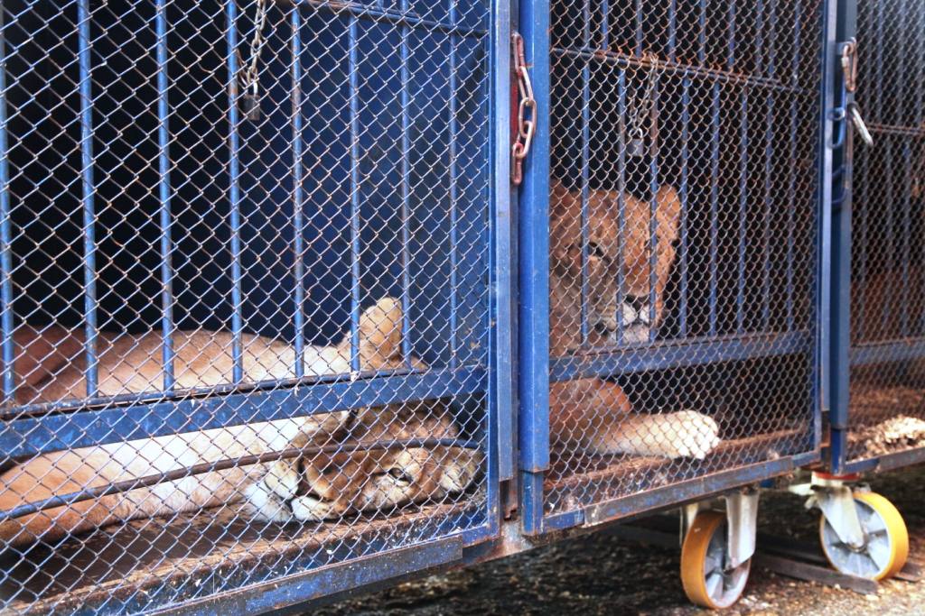 Зверь есть зверь: В Росгосцирке высказались о нападении льва на дрессировщика в Сочи