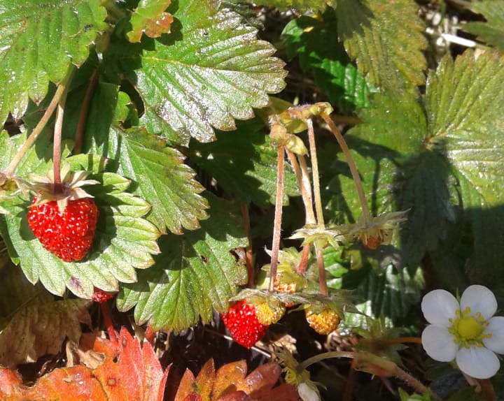 В разгар зимы в Сочи поспела земляника (ФОТО)