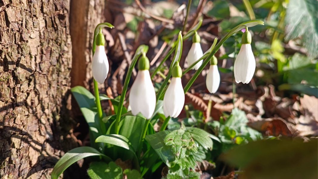 Краснокнижные подснежники, цикламены, морозники: в лесах Сочи вовсю цветут первоцветы