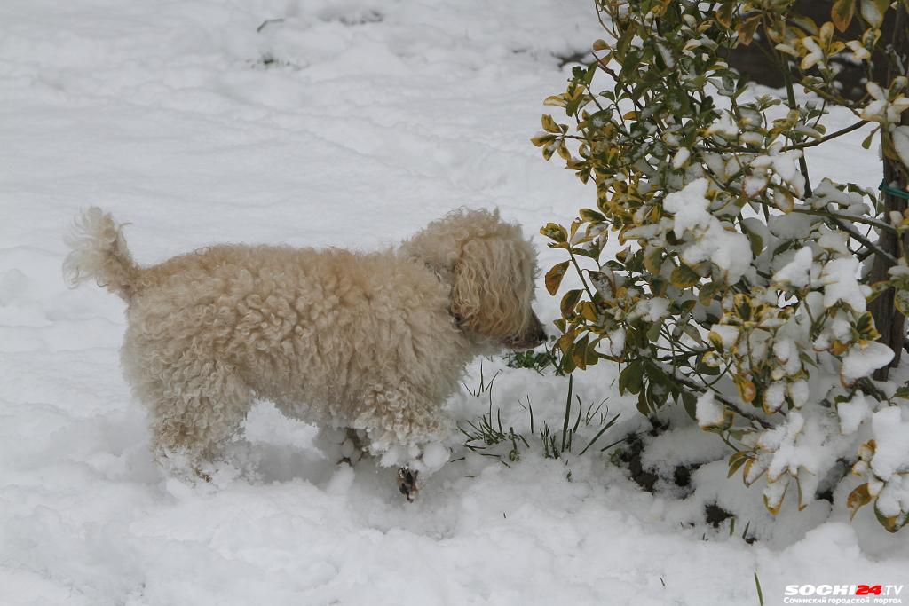 Непогода нынче в моде: синоптики в Сочи дали прогноз на 2-3 февраля