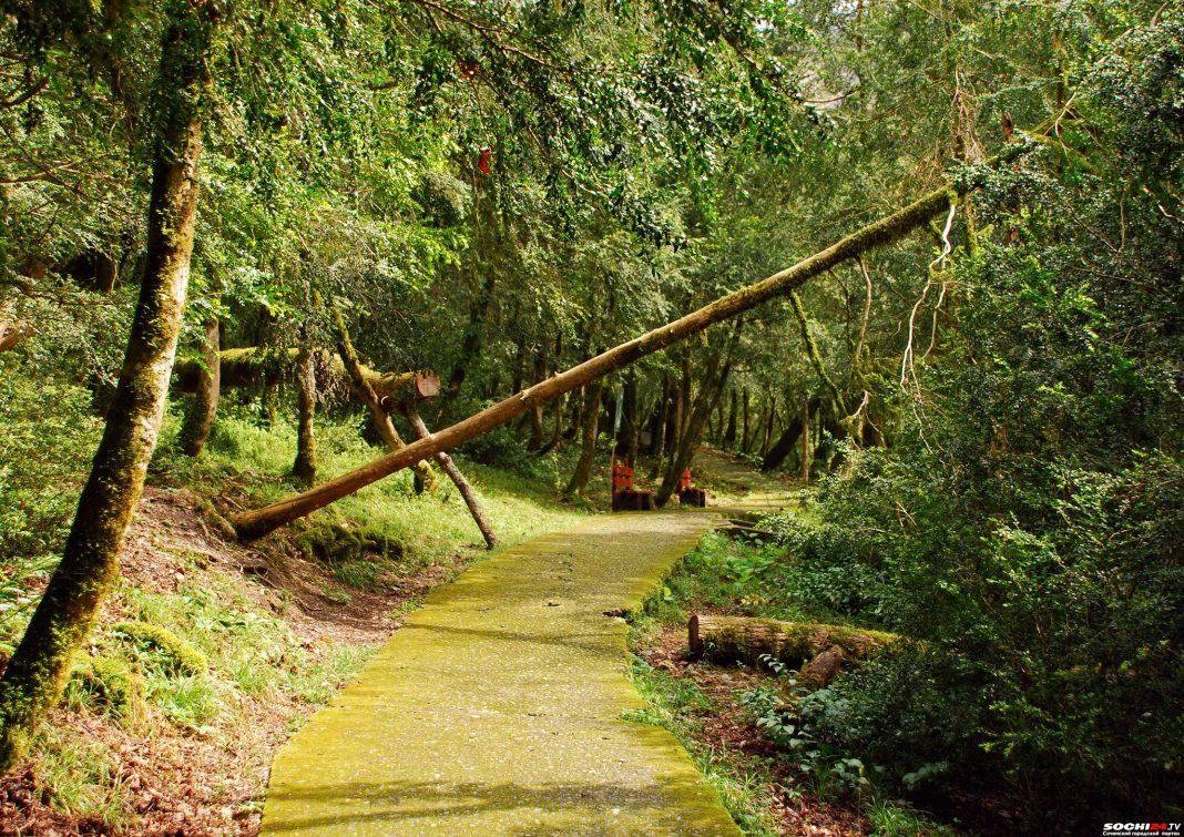 Она восстанавливается: в Сочи удалось избежать экологической катастрофы